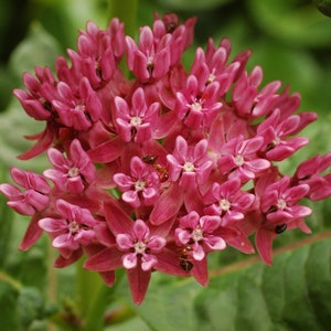 PURPLE MILKWEED Seeds *FREE Shipping!* Fresh & Organic Asclepias purpurascens Butterfly Attracting Purple Perennial Flower Seeds Bulk