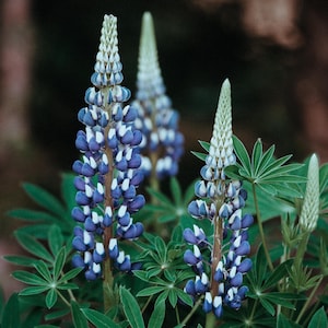 BLUE LUPINE Seeds *Free Shipping!* Fresh & Organic Lupinus polyphyllus Seeds, Perennial Lupine | Blue Outdoor Flower Seeds for Planting