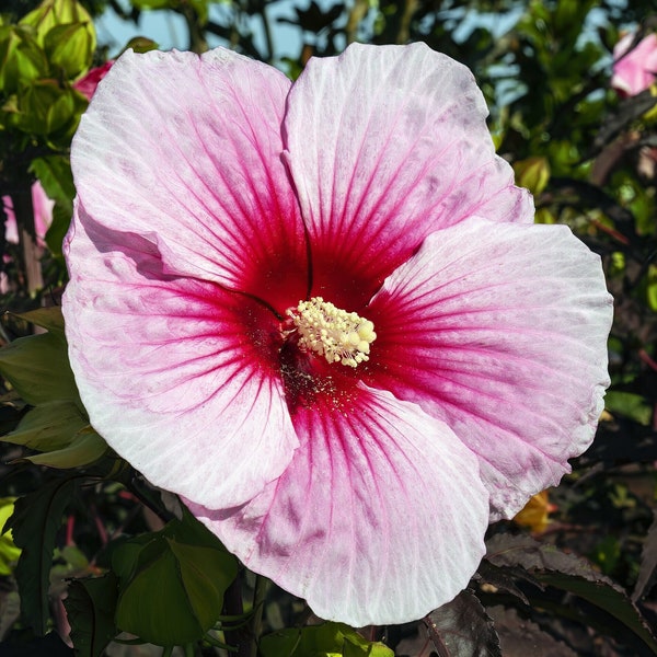 LUNA PINK SWIRL Seeds *Free Shipping!* Fresh & Organic Hibiscus moscheutos Seeds | Pink Outdoor Flower Seeds for Planting - Edible Plants