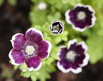 PENNY BLACK NEMOPHILA Seeds *Free Shipping!* Fresh & Organic Nemophila menziesii Seeds, Black Outdoor Flower Seeds Bulk | Baby Black Eyes