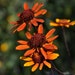 see more listings in the Ornamental Flower Seeds section