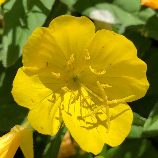 EVENING PRIMROSE Seeds *Free Shipping!* Fresh & Organic Oenothera lamarckiana Seeds, Yellow Outdoor Flower Seeds Bulk Primrose Redsepal