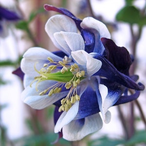 COLORADO BLUE COLUMBINE Seeds *Free Shipping!* Fresh & Organic Aquilegia vulgaris Seeds, Blue Outdoor Flower Seeds Bulk | Granny's Bonnet