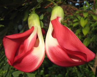 RED HUMMINGBIRD TREE Seeds *Free Shipping!* Fresh & Organic Sesbania grandiflora Seeds, Red Outdoor And Indoor Flower Seeds Bulk Tree Seeds