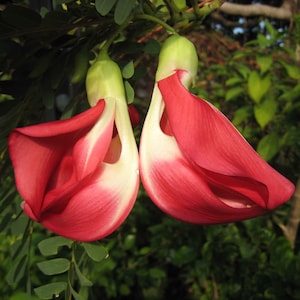 RED HUMMINGBIRD TREE Seeds *Free Shipping!* Fresh & Organic Sesbania grandiflora Seeds, Red Outdoor And Indoor Flower Seeds Bulk Tree Seeds