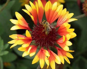 BLANKET FLOWER Seeds *FREE Shipping!* Fresh & Organic Gaillardia aristata seeds | yellow outdoor flower seeds bulk | Common Gaillardia
