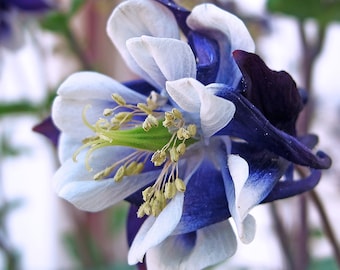 COLORADO BLUE COLUMBINE Seeds *Free Shipping!* Fresh & Organic Aquilegia vulgaris Seeds, Blue Outdoor Flower Seeds Bulk | Granny's Bonnet