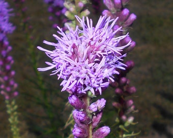 MARSH BLAZING STAR Seeds *Free Shipping!* Fresh & Organic Liatris spicata Seeds, Purple Outdoor Flower Seeds Bulk | Gayfeathers Wildflower