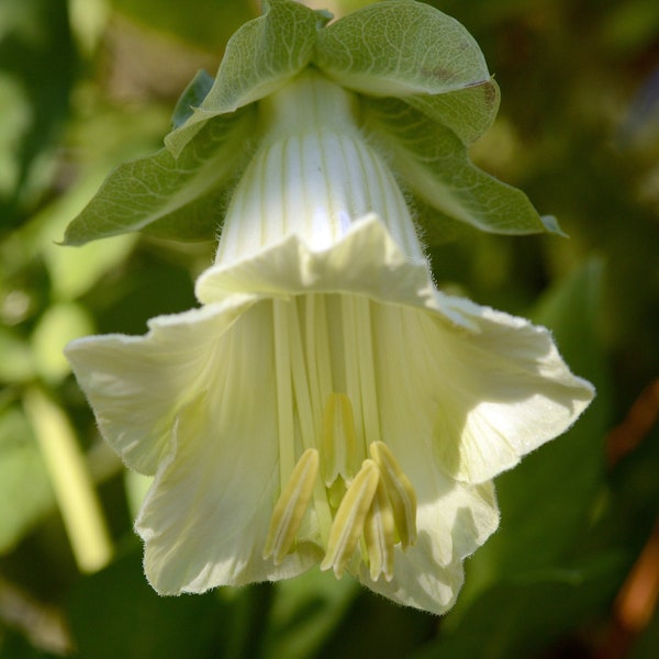 WHITE CUP & SAUCER Seeds *Free Shipping!* Fresh and Organic Cathedral Bells Mexican Vine (Cobaea scandens) White Perennial Flower Seeds Bulk