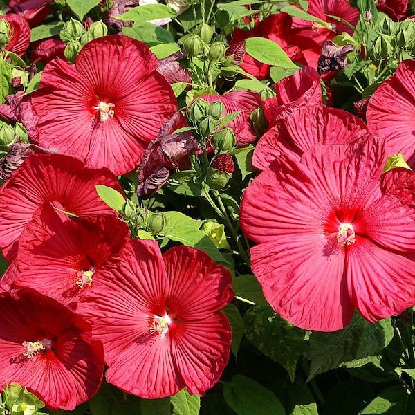 RUBY RED HIBISCUS Seeds *Free Shipping!* Fresh & Organic Hibiscus moscheutos Seeds | Red Outdoor Flower Seeds for Planting - Edible Plants