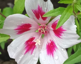 WHITE FAREWELL to SPRING Seeds *Free Shipping!* Fresh & Organic Satin Flower, Godetia (Clarkia amoena) White Annual Flower Seeds Bulk
