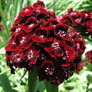 DUNETTI DIANTHUS Seeds *FREE Shipping!* Fresh & Organic Dianthus barbatus seeds | red outdoor flower seeds bulk | Red Sweet William