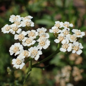 ACHILLEA NOBILIS Seeds *FREE Shipping!* Fresh & Organic Noble Yarrow, Allheal, Bloodwort, White Yarrow Plant Herb Flower Seeds Bulk