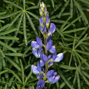May include: A close-up of a purple lupine flower with green foliage in the background.