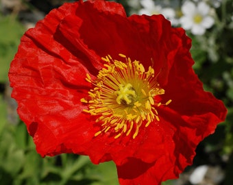 RED ICELAND POPPY Seeds *Free Shipping!* Fresh & Organic Papaver nudicaule Seeds | Red Outdoor Flower Seeds for Planting | Cold Tolerant