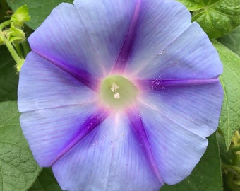 May include: A close-up of a light blue morning glory flower with purple veins. The flower has a white center and is surrounded by green leaves.