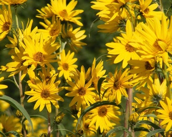 MAXIMILIAN SUNFLOWER Seeds *Free Shipping!* Fresh & Organic Helianthus maximiliani Seeds | Yellow Outdoor Flower Seeds for Planting