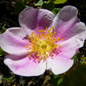 PASTURE ROSE Seeds *Free Shipping!* Fresh and Organic Rosa carolina Flower Seeds for Planting, Pink Outdoor Seeds | Carolina Rose Bush Seeds