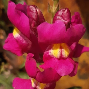 PURPLE SNAPDRAGON Seeds *Free Shipping!* Fresh & Organic Antirrhinum majus Seeds, Purple Outdoor Flower Seeds Bulk | Purple Tetra