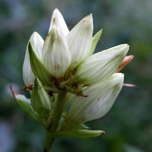 CREAM GENTIAN Seeds *FREE Shipping!* Fresh & Organic Gentiana flavida seeds | white outdoor flower seeds bulk | Gentiana alba herb
