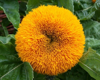 TEDDY BEAR SUNFLOWER Seeds *Free Shipping!* Fresh & Organic Helianthus annuus Seeds | Hardy Yellow Outdoor Flower Seeds for Planting