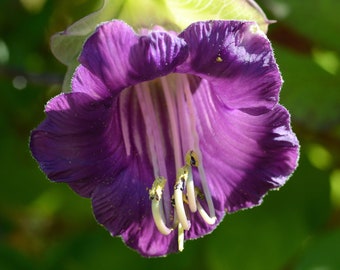 CUP & SAUCER Seeds *FREE Shipping!* Fresh and Organic Cathedral Bells Mexican Vine (Cobaea scandens) Purple Perennial Flower Seeds Bulk