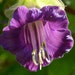 see more listings in the Vines & Climbing Plants section