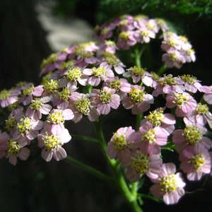 ACHILLEA MILLEFOLIUM Seeds *FREE Shipping!* Fresh & Organic Colorado Yarrow, Allheal, Bloodwort, Pink Yarrow Plant Seeds Bulk