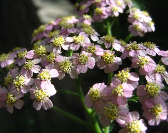 May include: A cluster of delicate pink yarrow flowers with yellow centers. The flowers are in bloom and have a soft, feathery appearance.