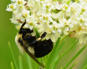 WHORLED MILKWEED Seeds *FREE Shipping!* Fresh & Organic Asclepias verticillata Butterfly Attracting White Perennial Flower Seeds Bulk