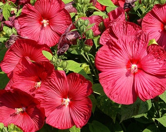 RUBY RED HIBISCUS Seeds *Free Shipping!* Fresh & Organic Hibiscus moscheutos Seeds | Red Outdoor Flower Seeds for Planting - Edible Plants