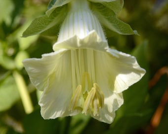 WHITE CUP & SAUCER Seeds *Free Shipping!* Fresh and Organic Cathedral Bells Mexican Vine (Cobaea scandens) White Perennial Flower Seeds Bulk