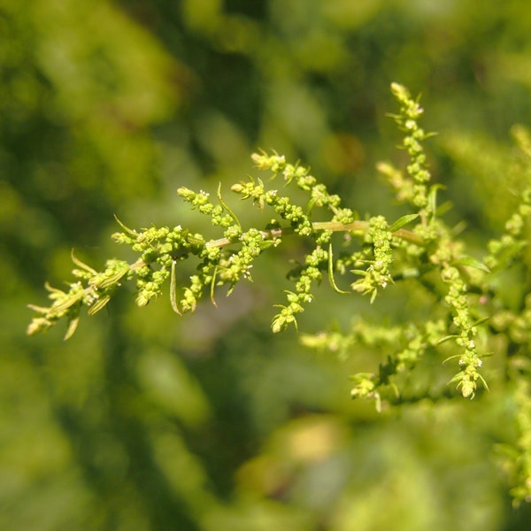 EPAZOTE Seeds *FREE Shipping!* Fresh & Organic Mexican Tea, Paiqu, Jesuit's Tea (Chenopodium ambrosioides) Green Annual Flower Seeds Bulk