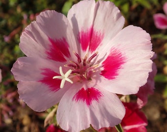 FAREWELL TO SPRING Seeds *Free Shipping!* Grace Rose Pink - Fresh & Organic Satin Flower (Clarkia amoena) - Pink Annual Flower Seeds Bulk