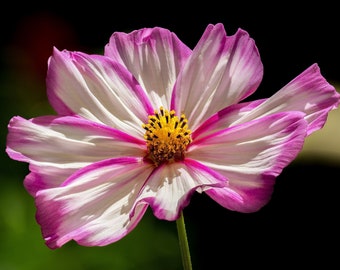 CANDY STRIPE COSMOS Seeds *Free Shipping!* Fresh & Organic Cosmos bipinnatus Seeds | Pink Outdoor Flower Seeds for Planting, "Mexican Aster"