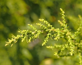 EPAZOTE Seeds *FREE Shipping!* Fresh & Organic Mexican Tea, Paiqu, Jesuit's Tea (Chenopodium ambrosioides) Green Annual Flower Seeds Bulk