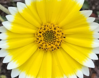 TIDY TIPS Seeds *Free Shipping!* Fresh & Organic Layia platyglossa Seeds, Yellow Outdoor Flower Seeds Bulk | Coastal Tidytips Ground Cover