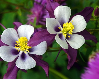 WILLIAM GUINNESS COLUMBINE Seeds *Free Shipping!* Fresh & Organic Aquilegia vulgaris seeds, Purple Outdoor Flower Seeds | Granny's Bonnet