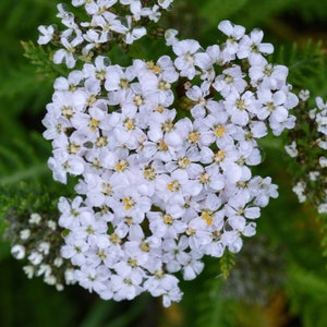 WHITE YARROW Seeds *FREE Shipping!* Fresh & Organic Achillea Millefolium, Allheal, Bloodwort, Yarrow Plant - Herb Flower Seeds Bulk