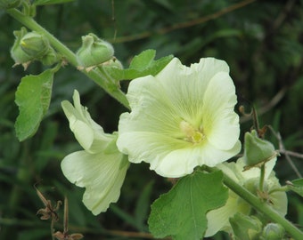 YELLOW HOLLYHOCK Seeds *FREE Shipping!* Fresh & Organic Alcea rugosa, Fig leaf, European Hollyhock - Biennial Flower Plant Seeds Bulk