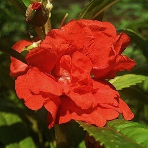 RED BALSAM Seeds *Free Shipping!* Fresh & Organic Impatiens balsamina Seeds, Red Indoor-Outdoor Flower Seeds Bulk | Touch Me Not Balsam