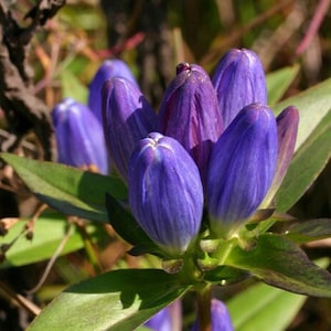 BOTTLE GENTIAN Seeds *FREE Shipping!* Fresh & Organic Gentiana andrewsii seeds | blue outdoor flower seeds bulk | Closed Gentian herb