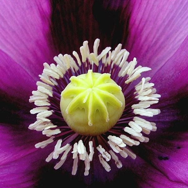 TURKISH POPPY Seeds *FREE Shipping!* Purple Papaver somniferum Seeds | Cold Weather Flower Seeds [Bulk options available]