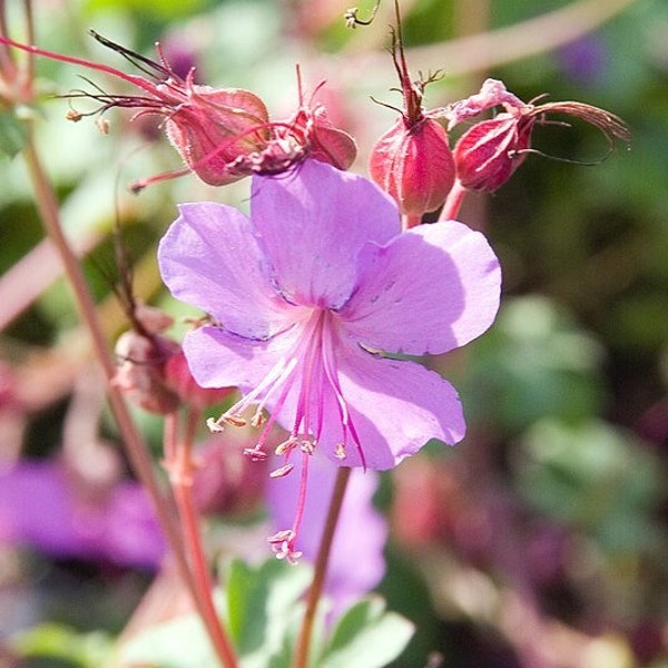 WILD GERANIUM Seeds *FREE Shipping!* Fresh & Organic Geranium maculatum seeds | pink outdoor flower seeds bulk | Double Geranium Seeds