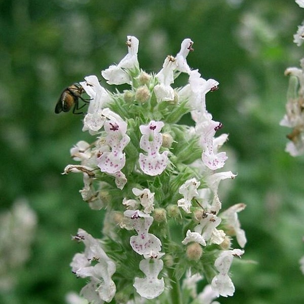 WHITE CATMINT Seeds *FREE Shipping!* Fresh & Organic Nepeta cataria Seeds, White Outdoor Flower Seeds Bulk | White Catnip Seeds