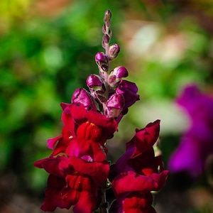RED BEAUTY SNAPDRAGON Seeds *Free Shipping!* Fresh & Organic Antirrhinum majus Seeds, Red Indoor-Outdoor Flower Seeds Bulk | Red Tetra