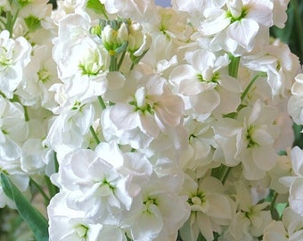 WHITE STOCK Seeds *FREE Shipping!* Fresh & Organic Matthiola incana Seeds, White Outdoor Flower Seeds Bulk | Ten-Week Hoary Stock Seeds