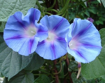 Morning Glory, Blue Star *FREE Shipping!* Ipomoea tricolor vine seeds / Blue Star Morning Glory seeds / Mexican Morning Glory flower seeds