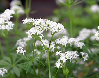 SWEET WOODRUFF Seeds *FREE Shipping!* Fresh & Organic Galium odoratum seeds | white outdoor flower seeds bulk | rare seeds bedstraw