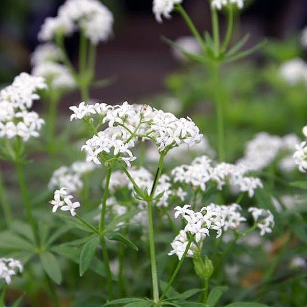 SWEET WOODRUFF Seeds *FREE Shipping!* Fresh & Organic Galium odoratum seeds | white outdoor flower seeds bulk | rare seeds bedstraw